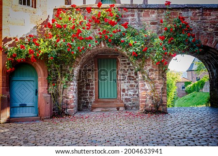 Big rose bush on vintage stone wall background. Pretty climbing rose around a door. Large Beautiful climbing rose tree near blue door of ancient medieval castle Royalty-Free Stock Photo #2004633941