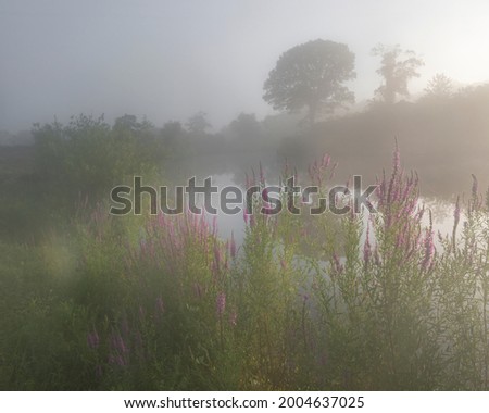 USA, New Jersey, Cox Hall Wildlife Management Area. Fog over lake and flowers.