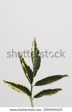 Flowers for rooms, ficus rusty leaf 