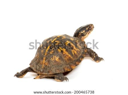 Eastern box turtle on white background