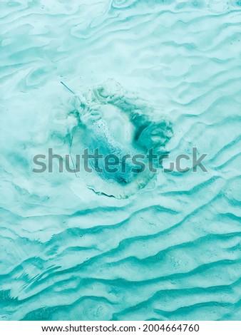 A stingray burrows in the sand near the shore in the Maldives.