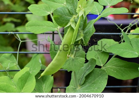 Green peas growing on a bush in the garden as a close up Royalty-Free Stock Photo #2004670910