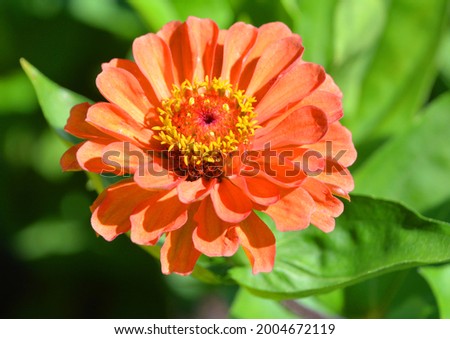 Zinnia is a genus of plants of the sunflower tribe within the daisy family. They are native to scrub and dry grassland in an area stretching from the US to South America and Mexico