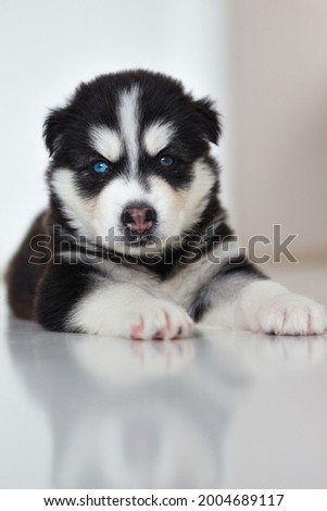 Husky puppy on the floor for a picture