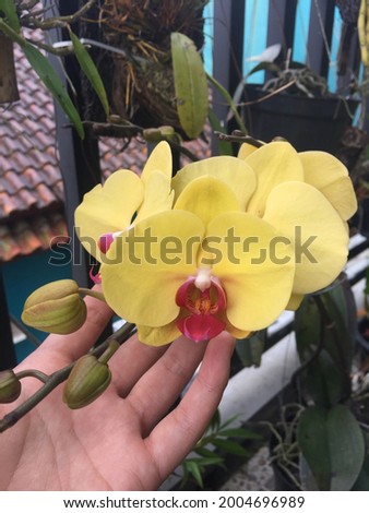 photo of hands touching a blooming yellow orchid