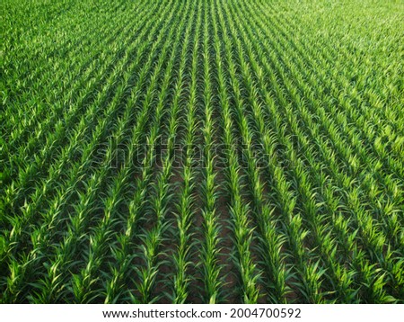 Aerial shot view of an agricultural area farm corn field for food or ethanol.