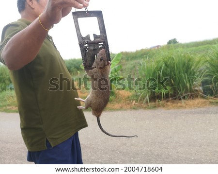 Rat caught in a steel trap.