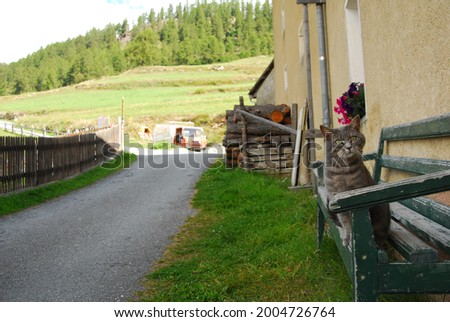 Cats in Guarda landscape, Switzerland Royalty-Free Stock Photo #2004726764