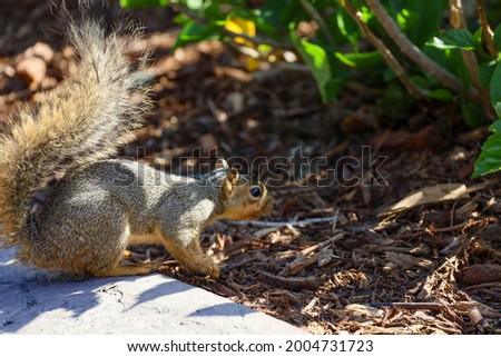 An eastern fox squirrel looking for food.