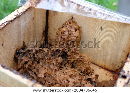 stingless honey bees beehive. trigona meliponini colonies mass rearing