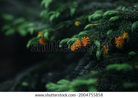 Horizontal background with a flowering fir tree with copy space for inserting text. Close-up of a blooming fir tree - photo for social media, websites and design