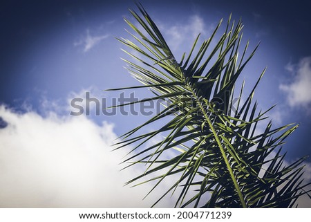 large palm leaf outdoors during a sunny day in california