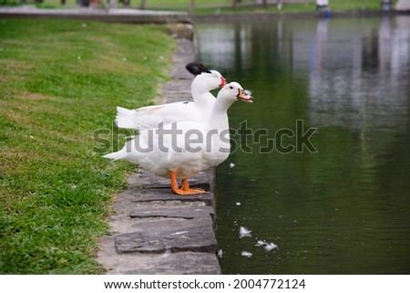 Ducks are usually smaller than swans and geese, and they can be seen in fresh and salt water.