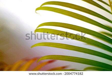 colorful tropical palm leaf with shadow on white wall