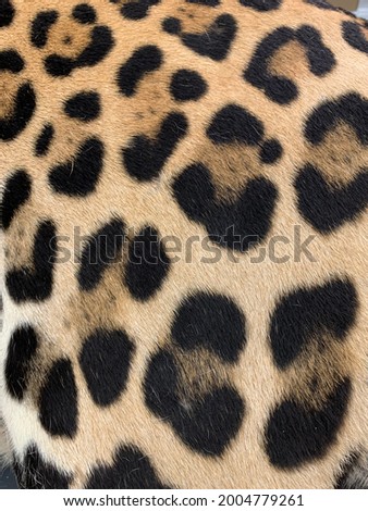 Jaguar Tiger skin background. Jaguar Tiger fur texture