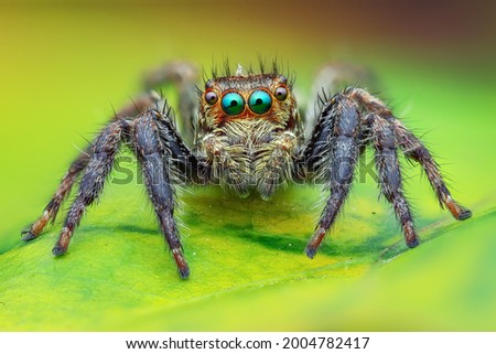 The Best shot of jumping spider Royalty-Free Stock Photo #2004782417