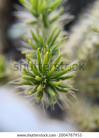 Macro photo pattern of a green cactus with needles