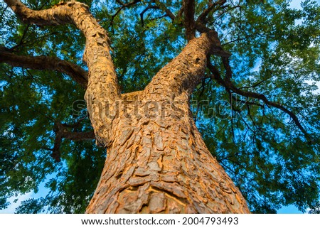 A tree trunk in the golden hour