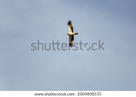 Hieraaetus pennatus. View of the bottom of the Booted Eagle in flight.