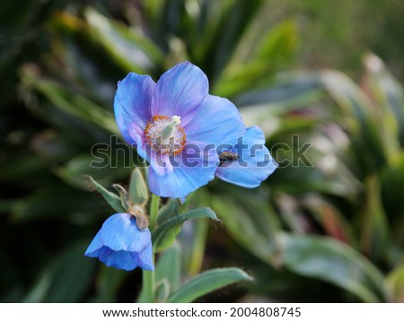 closeup of blooming Himalayan blue poppy in Longwood Gardens Royalty-Free Stock Photo #2004808745