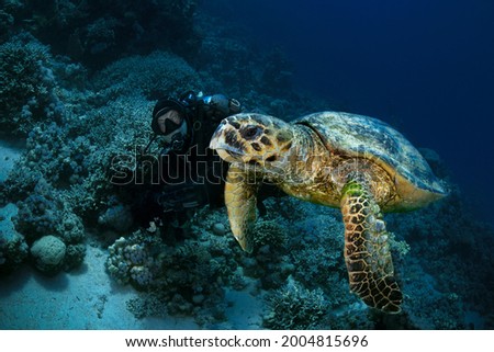 The Hawksbill sea turtle (Eretmochelys imbricata). Underwater Red Sea seascape. Coral reef near Makadi Bay, Egypt
