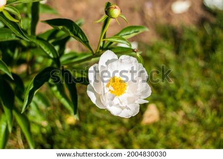 Peony flowers close-up. Close-up on blurred greenery with copying of space, using as a background the natural landscape, ecology, fresh wallpaper concepts.