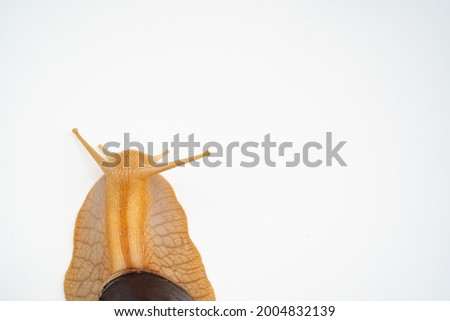 part of a large land snail on a white background. unusual pets. unconventional cosmetology and medicine.