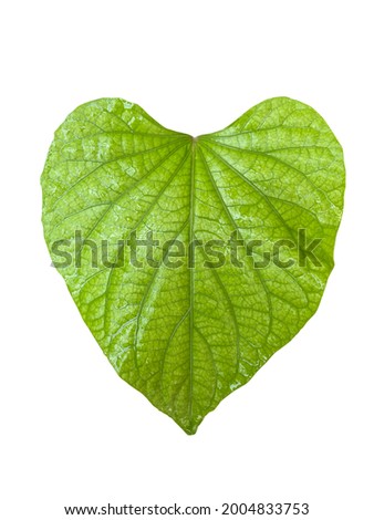 Closeup Sweet potato leaf isolated on white background. Royalty-Free Stock Photo #2004833753