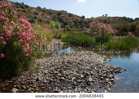 Profusely blooming oleander, Nerium oleander, on the banks of a slow-flowing river valley