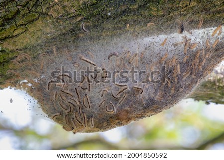Oak processionary nest on tree in the forest, Thaumetopoea processionea is a moth whose caterpillars, These stinging hairs can cause itching, bumps and eye complaints, Eikenprocessierups, Netherlands.