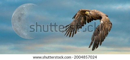 European sea eagle flying in an impressive blue sky with veil clouds and the moon. Bird of prey in flight. Flying birds of prey during a hunt. Social media, web banner of cover.