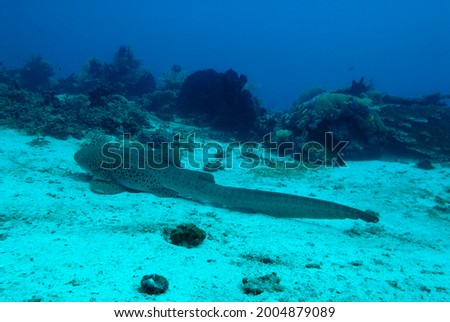A picture of a leopard shark resting on the bottom