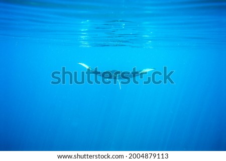A picture of a beautiful manta swimming in the blue