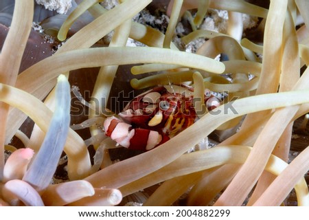 A picture of beautiful porcelain crab defending its lair