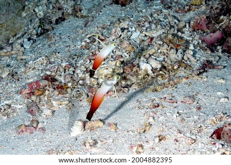 A picture of a beautiful red fire goby