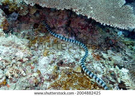 A picture of a marine snake in the coral reef