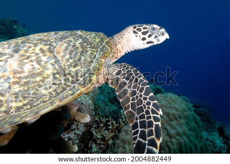 A picture of a lonely turtle in the sea