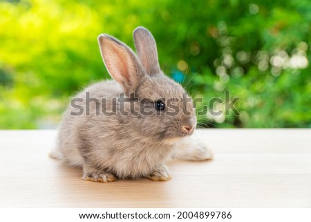 Easter animal concept. Lovely baby gray rabbit bunny looking at something while sitting alone on the wooden over blurred green nature background.
