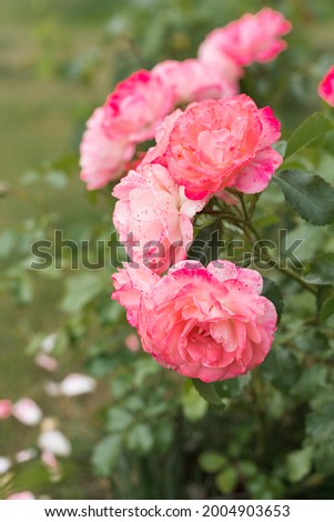 Bush of pink roses in the garden on a summer day