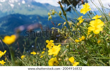 Wild flowers on the background of mountains and blue sky. The concept of local travel.
