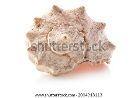Sea Shell isolated on white
