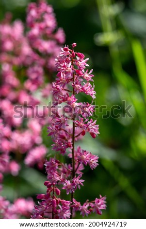 Blossom pink Astilbe flower a on a green background in summer macro photography. Light red false spirea flowering plant with mini flowers closeup photo on a sunny day.