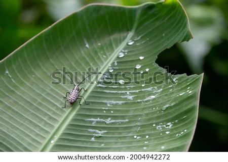 Asian scarab with black and white speckles Cerambycidae on banana leaves with dewdrops the rainy season of the Thai green forest has become a symbol of the rainy season. background with text area