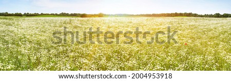 Field with Chamomile Flowers in Summer - Panorama