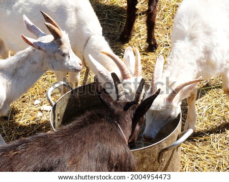 Goats drink water from a tank in a barnyard. Agriculture concept