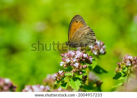 A butterfly of the species Aphantopus hyperantus or Ringlet on the flower of an oregano