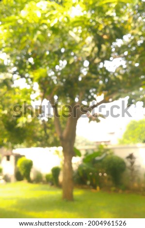Blurred photo of a tree in a frontyard. Blurry image of green outdoor area.
