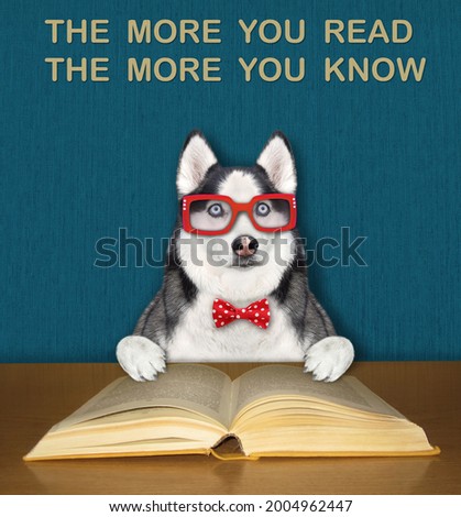 An intelligent dog husky in a bow tie and glasses reads an open book at the desk.