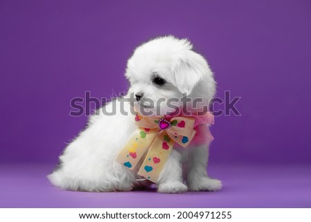 Beautiful and cute maltese puppies on a purple background
