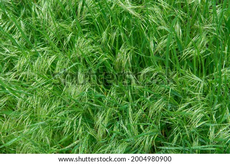 Wild oat. Avena fatua. Oats. Green grass background. Royalty-Free Stock Photo #2004980900